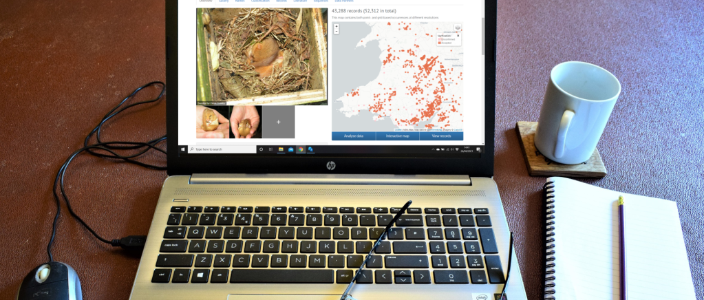 desk research into the dormouse - a UK protected species