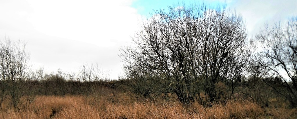 scrubland habitat which might provide homes or foraging resources for a wide range of protected species.