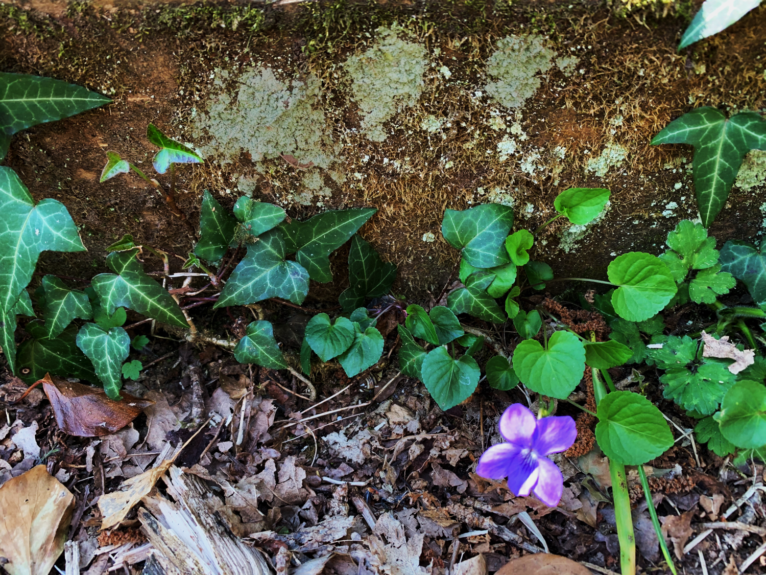A selection of woodland plants commonly found during habitat surveys.