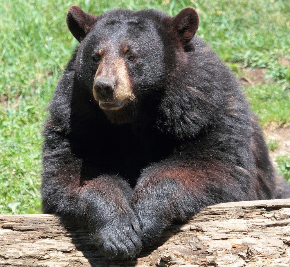 American Black bear