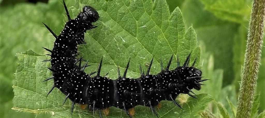 UK butterfly populations are declining through loss of caterpillar food plants. The common nettle supports a variety of butterflies and moths.
