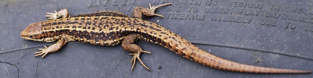 Common Lizard - a UK protected species which requires surveys, mitigation measures and management plans to be included in planning processes.