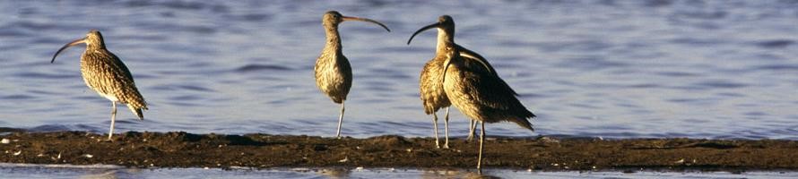 Curlews are one of several UK protected bird species whose populations have crashed through loss of habitat; work affecting them requires mitigation and management plans.