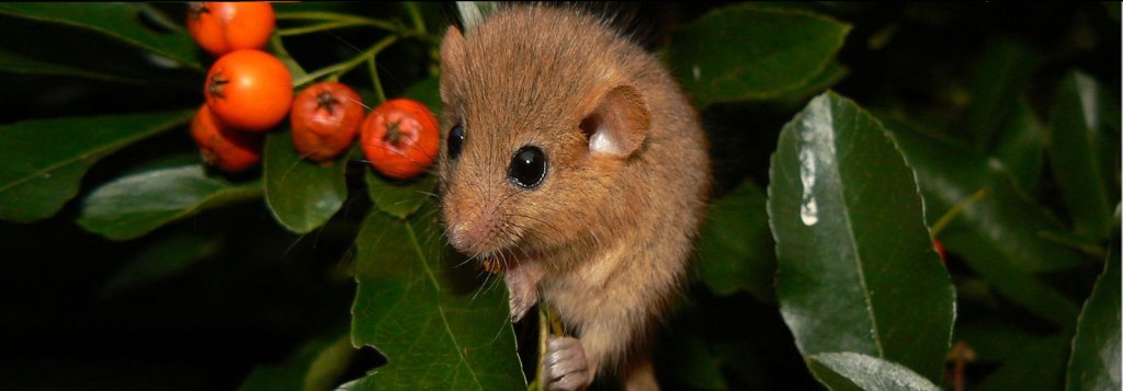 Hazel dormouse - a UK protected species that has seen huge declines in habitat availability and population sizes. Often, licensed surveyors will need to be involved in determining mitigation and management plans.