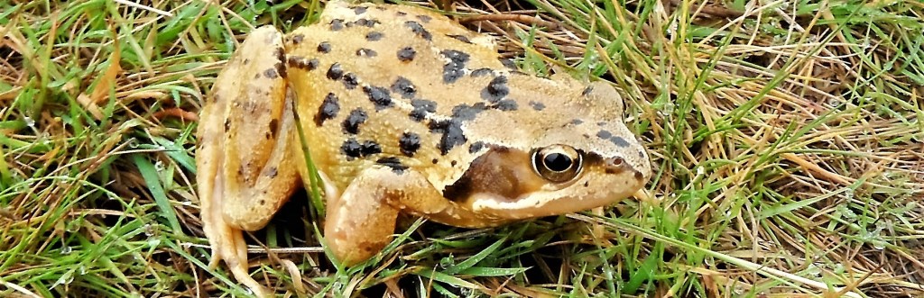 Common Frog - not as highly protected  as Great Crested Newts and Natterjack Toads.