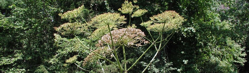 Flowers of Giant Hogweed. Removal of this and other INNS might require management plans to ensure it is done safely without contamination of other locations.