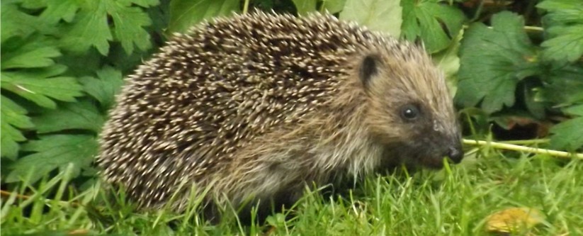 Development projects increasingly require mitigation measures to protect hedgehogs and improve local biodiversity.