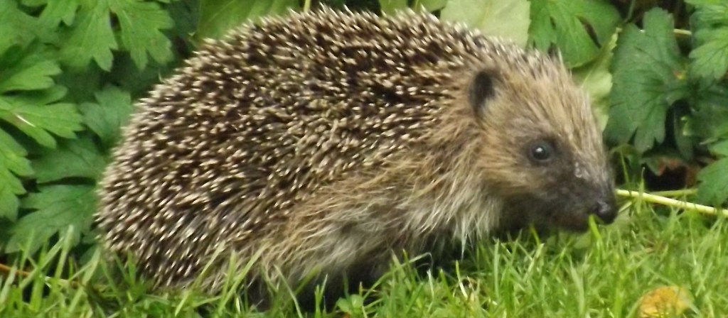 Hedgehog on its wanders one of Britain's favourite animals needs mitigation measures applied to development projects to help it survive.