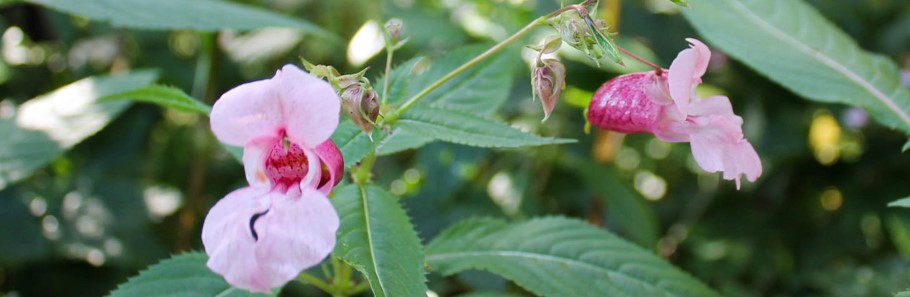Himalayan Balsam - an invasive non-native species which spreads rapidly and crowds out native plants. Mitigation and management plans might be required to control INNS during development.