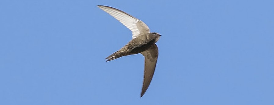 A Swift on the wing - as with so many British species, population declines can be reversed through appropriate mitigation measures in development projects.