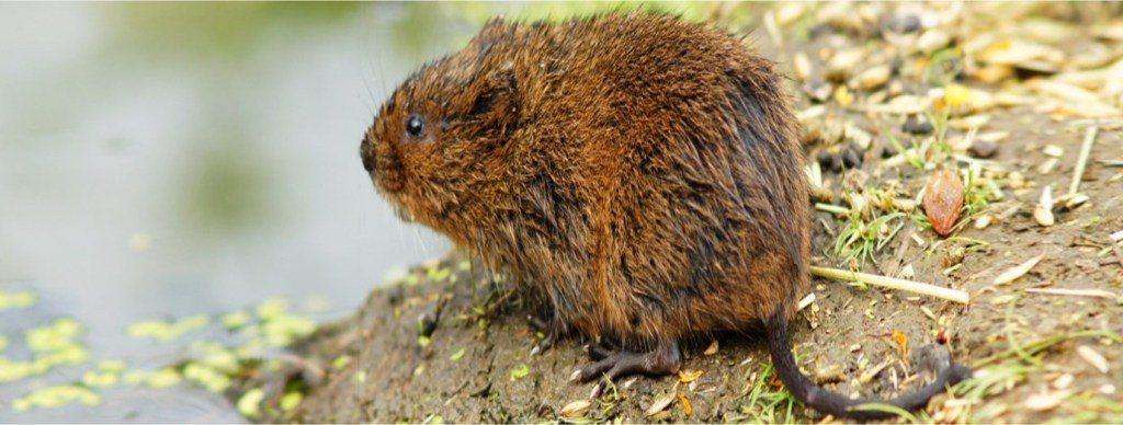 Water Vole - a UK protected species which requires mitigation measures and management plans to be incorporated in development proposals.