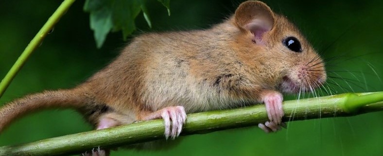 The dormouse is a protected species in the UK, where habitat loss has decimated populations. Mitigation measures are required within projects which affect this species.