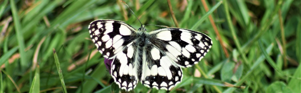 Marbled White butterfly on grass. This and many other UK butterflies are suffering from habitat loss and pesticides pollution and need held to prevent them becoming extinct.