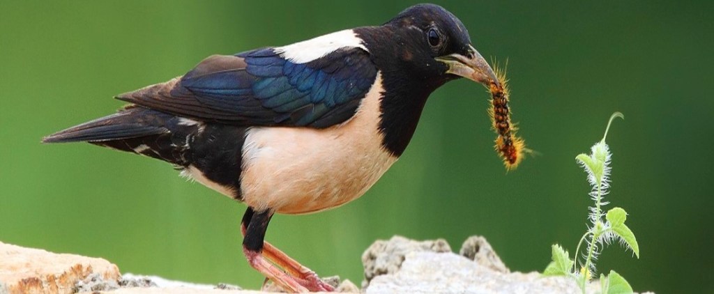 Rosy Starling with caterpillar. Climate change is leading to the appearance of species in areas where they haven't been seen before.