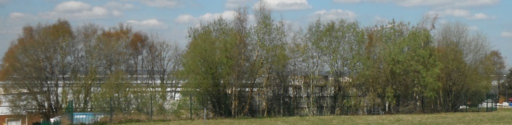 Lines of trees provide homes and foraging resources for a range of species as well as providing aesthetic screening.