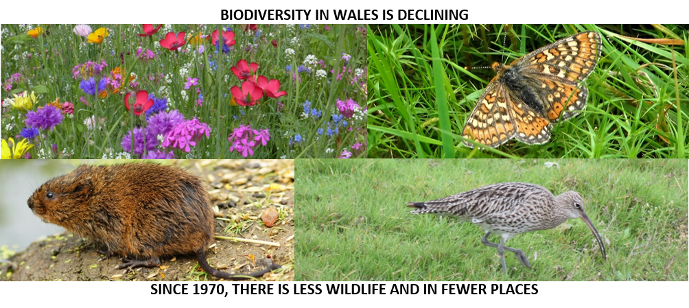 Collage of threatened and vulnerable species