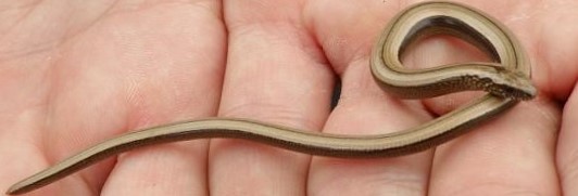 A slow worm rescued by an ECoW from a site where development work was starting as part of the project management and mitigation process.