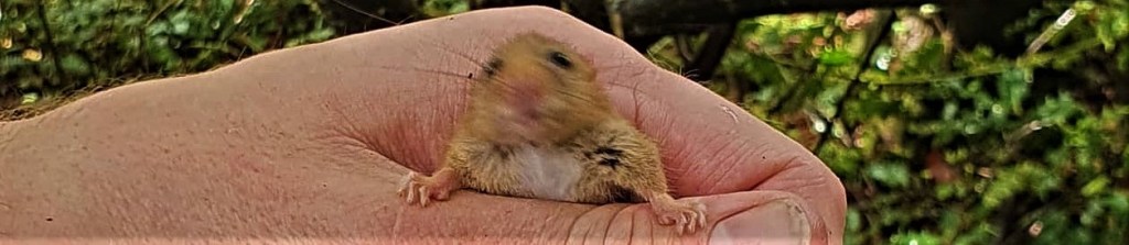 Juvenile hazel dormouse - dormice are a UK protected species, but habitat loss continues to threaten remaining populations. Mitigation measures are required when developing in areas where dormice live.