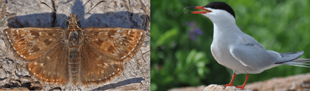 The Dingy Skipper butterfly and Common Tern were two species that benefitted from the design of a biodiversity net gain plan for a novel renewable energy project.