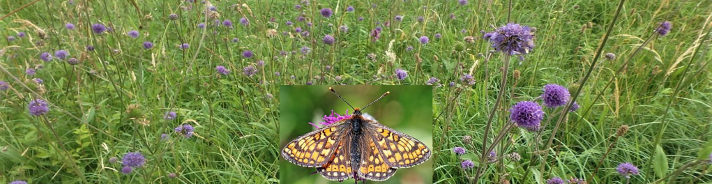 The Marsh Fritillary and its habitat are protected species. Would a housing development affect established colonies and work being undertaken to extend them on a neighbouring nature reserve?