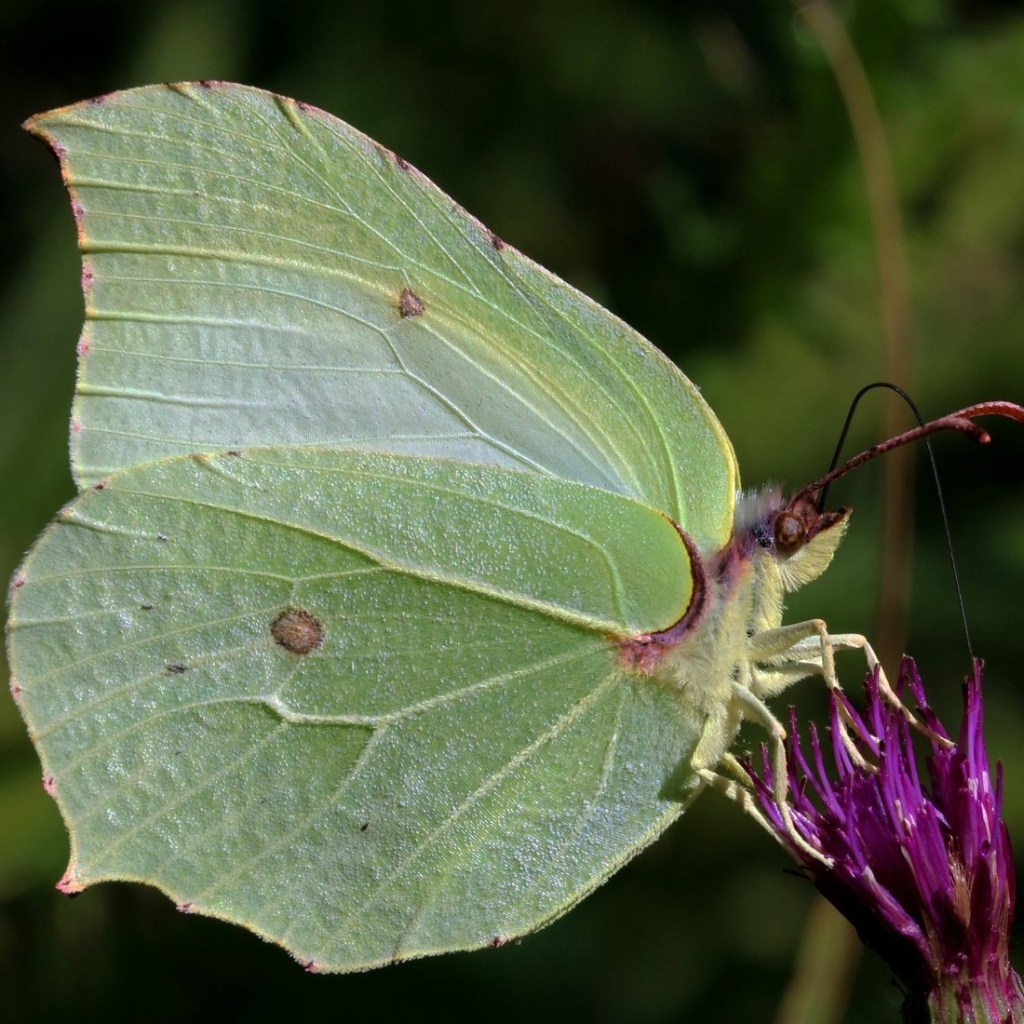 Brimstone butterfly