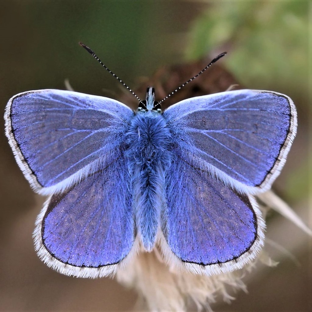 Common Blue butterfly