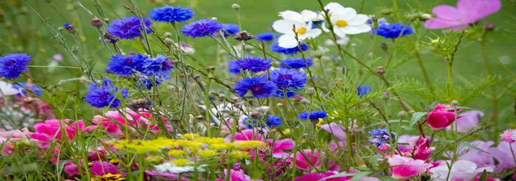 All butterflies, some of which are protected species, require food plants for both their caterpillar and adult stages of life. Mixed flower meadows can provide the sources they need.