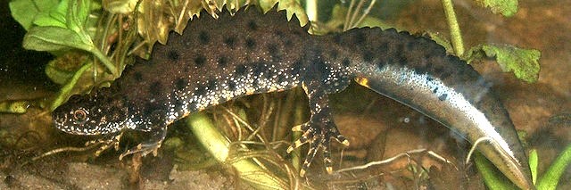 Great-crested newt - a protected species in UK