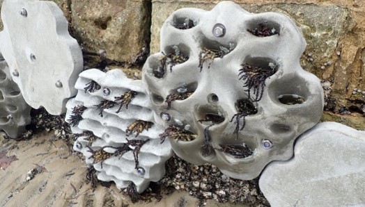 Living Wall's habitat units provide homes for a large array of marine creatures and plants, allowing marine structures to be recolonised.