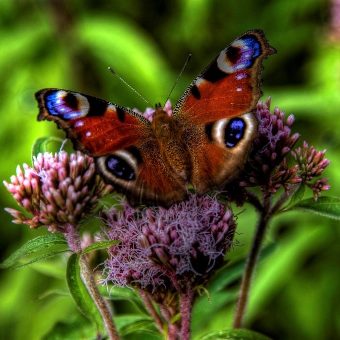 Peacock butterfly