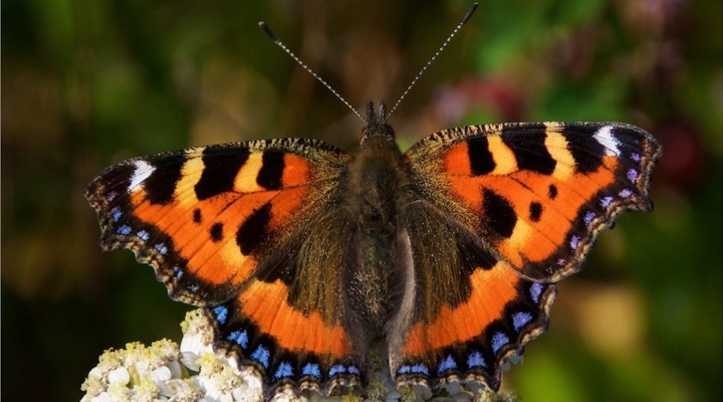 Small Tortoiseshell butterfly - UK butterflies have suffered hugely through loss of habitat. Will more species need to be protected in future?
