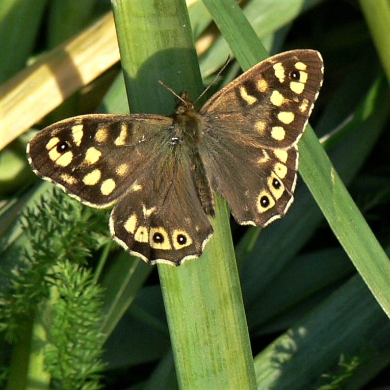 Speckled Wood butterfly