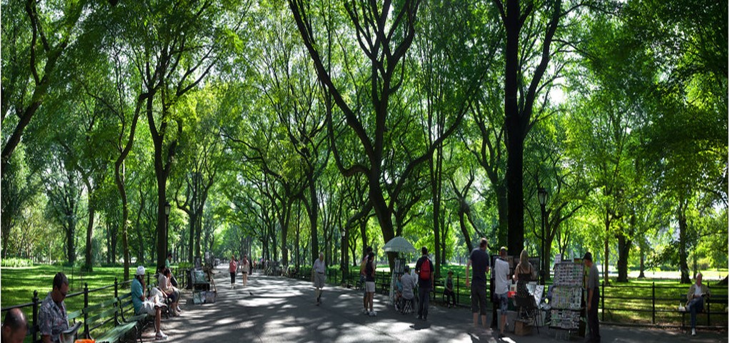 City streets lined with trees are not only aesthetically pleasing but provide opportunities for an array of fungi, lichens, insects, birds and mammals to thrive as well as reducing carbon and pollution in the air.