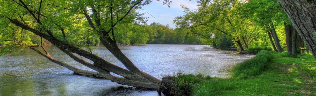 Riverside trees can protect river banks, improve absorption of carbon and provide new habitats for protected and other species.