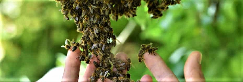 Newly discovered wild honeybees. An example of the potential treasures that lay undiscovered in our ancient woodlands and why they should be better protected.