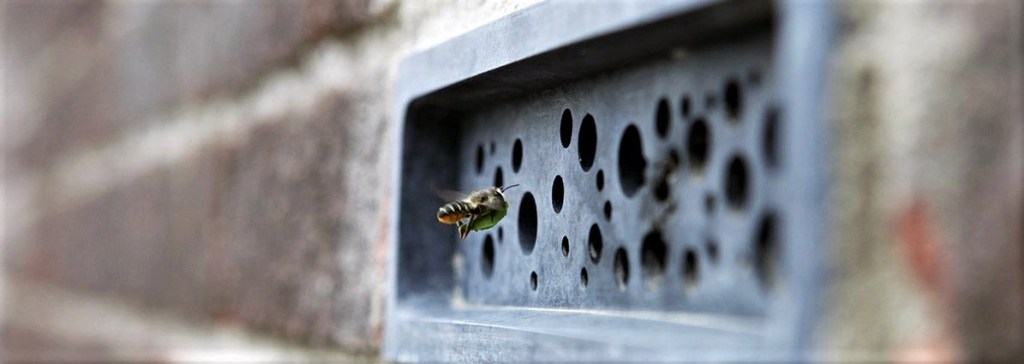 A leaf cutter bee making use of a bee brick, but opinions are divided on the long-term benefits offered by such bricks.