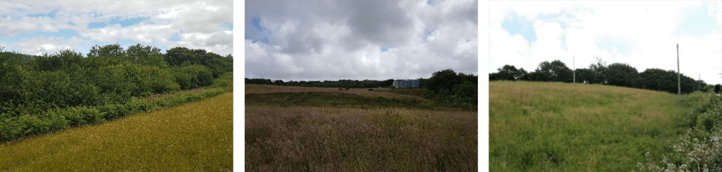 A range of habitat types and protected species needed to be considered in assessing the Llanharan meadow site.