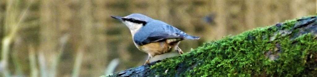 A Nuthatch - seen during an earlier RSPB Big Gardenwatch survey.