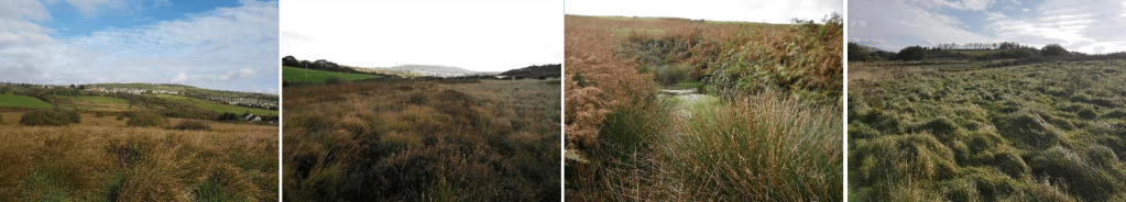The Tonyrefail site included protected habitats in the form of wet heath, molinia grasslands and a pond, as well as potentially the remnants of a peat bog, making development decisions difficult.