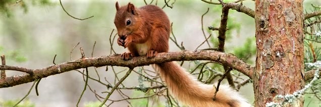Recovery of our native red squirrel populations is being assisted by pine marten increases, but we also need to address optimum habitats for these species to promote best biodiversity gains.