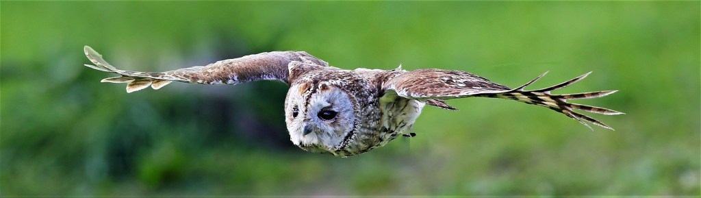 Tawny owls, Barn owls, Little owls, Short-eared owls and Long-eared owls can be found in parts of the UK. They are protected by the Wildlife and Countryside Act.