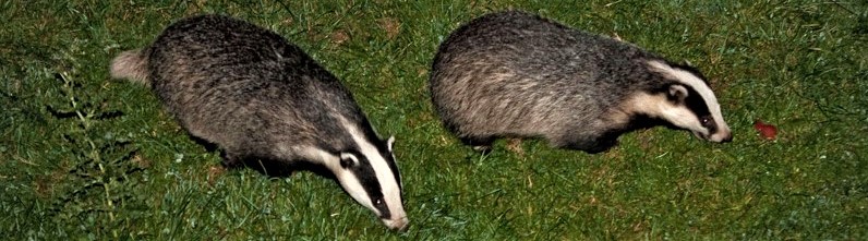 Foraging badgers and the location of their setts required specialist survey techniques to ensure that the development project wouldn't harm them or their habitat.