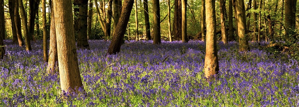 English bluebells thrive in glades and thinly planted older woodlands. With 50% of the world's numbers growing in the UK, we need to take special care to avoid their extinction.