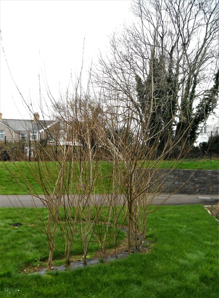 The shape of the structure had deteriorated to become a tin wispy semi-circular hedge.