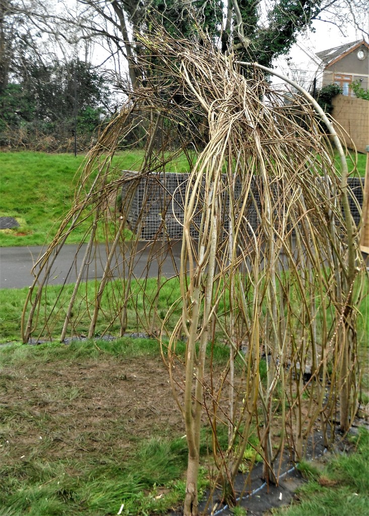 The grass will soon recover, and the additional stems will hopefully improve the density of the wall covering later this year.
