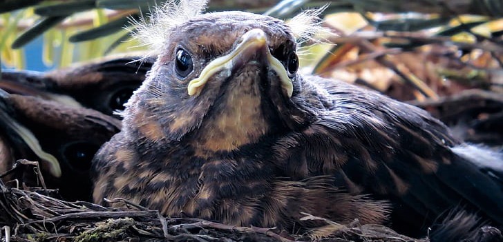 Bird nests need to be located before project work commences to protect breeding birds and biodiversity as well as preventing breaches of the Wildlife and Countryside Act.
