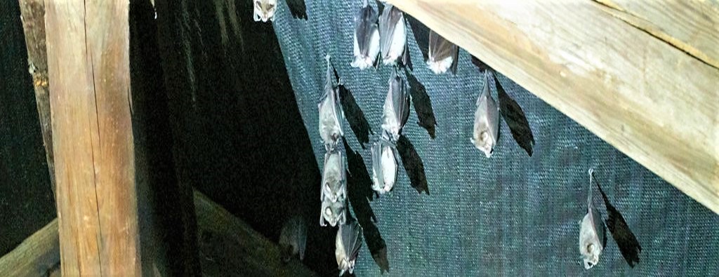 A small roost of bats in a loft. Because all UK species of bats are fully protected by law, specialist advice and perhaps even a environmental authority licence will be required before work starts,