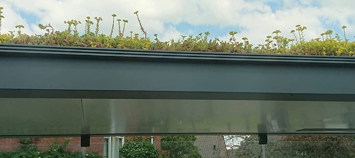 A picture of the roof of a bee bus stop, supporting wild flowers which will improve biodiversity in towns and cities as well as feeding many of our endangered bees and pollinators