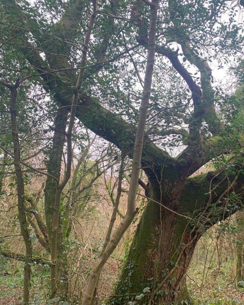 Notable trees may be the largest or most mature in their surroundings
