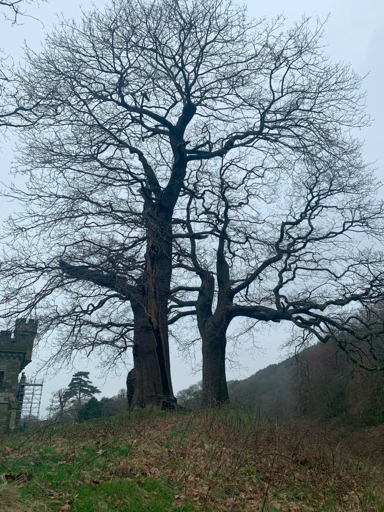 Veteran tree with lightning strike damage